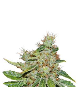 1744013836584.png 1744013836584.png