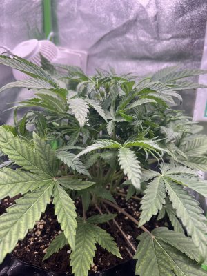 IMG_6304.jpeg IMG_6304.jpeg