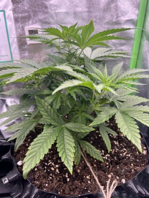 IMG_6301.jpeg IMG_6301.jpeg