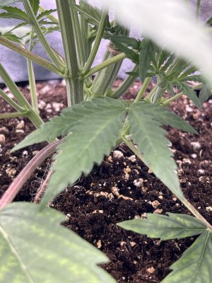 IMG_6336.jpeg IMG_6336.jpeg