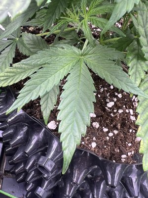 IMG_6335.jpeg IMG_6335.jpeg