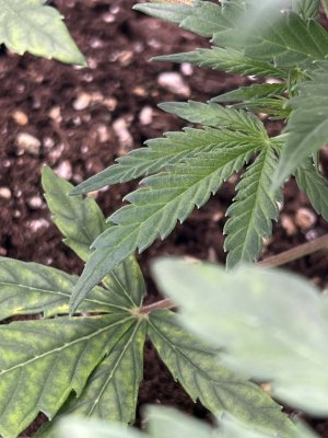 IMG_6333.jpeg IMG_6333.jpeg