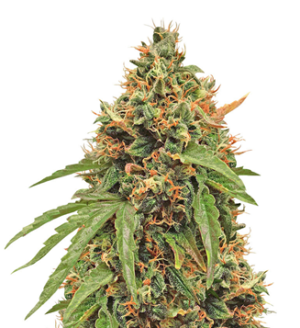 1744531915628.png 1744531915628.png