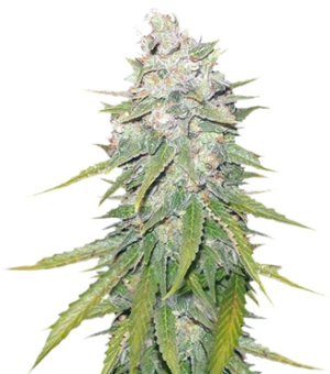 1744531919720.png 1744531919720.png