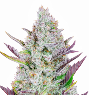 1744791900331.png 1744791900331.png