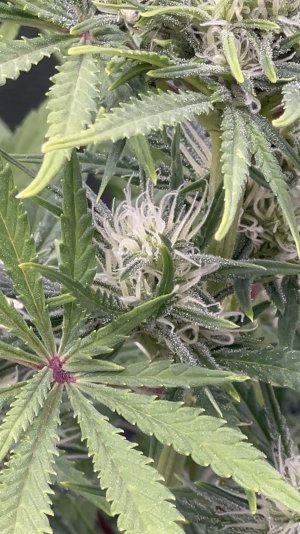 IMG_6666.jpeg IMG_6666.jpeg