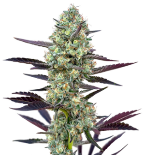 1745566570122.png 1745566570122.png