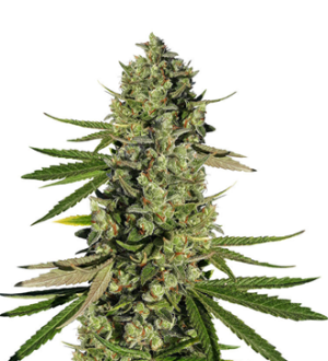 1745566577387.png 1745566577387.png