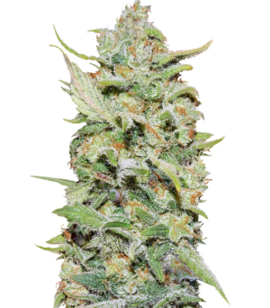 1745587278838.png 1745587278838.png