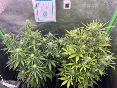 IMG_6687.jpeg IMG_6687.jpeg