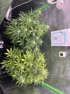 IMG_6689.jpeg IMG_6689.jpeg