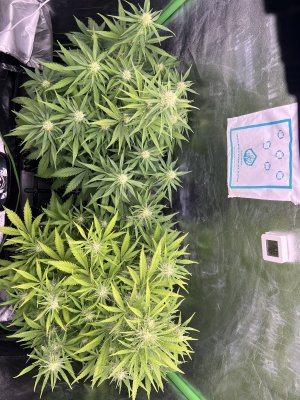 IMG_6690.jpeg IMG_6690.jpeg