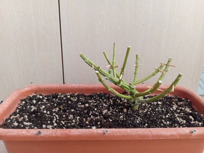 93 дн харв (1).jpg