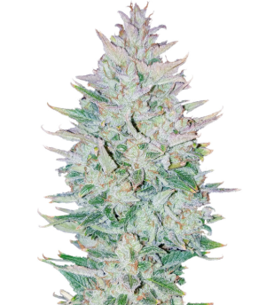 1745867925263.png 1745867925263.png