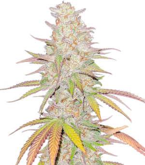 1745867982740.png 1745867982740.png