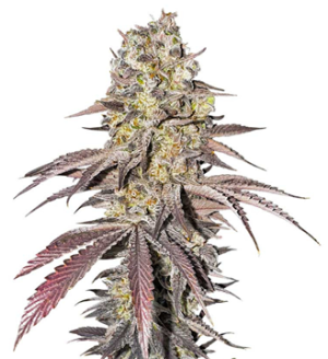 1745921663691.png 1745921663691.png