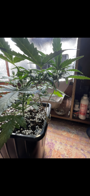 IMG_7112.png IMG_7112.png