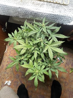 IMG_7106.jpeg IMG_7106.jpeg