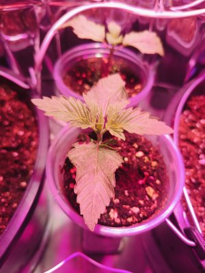 IMG20250505172848.jpg IMG20250505172848.jpg