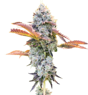 1746466888932.png 1746466888932.png