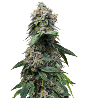 1746553139506.png 1746553139506.png