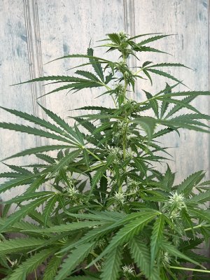 IMG_1820.jpeg IMG_1820.jpeg