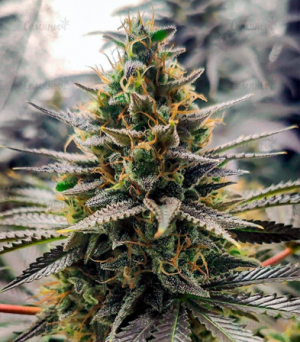 1649596523495.png 1649596523495.png