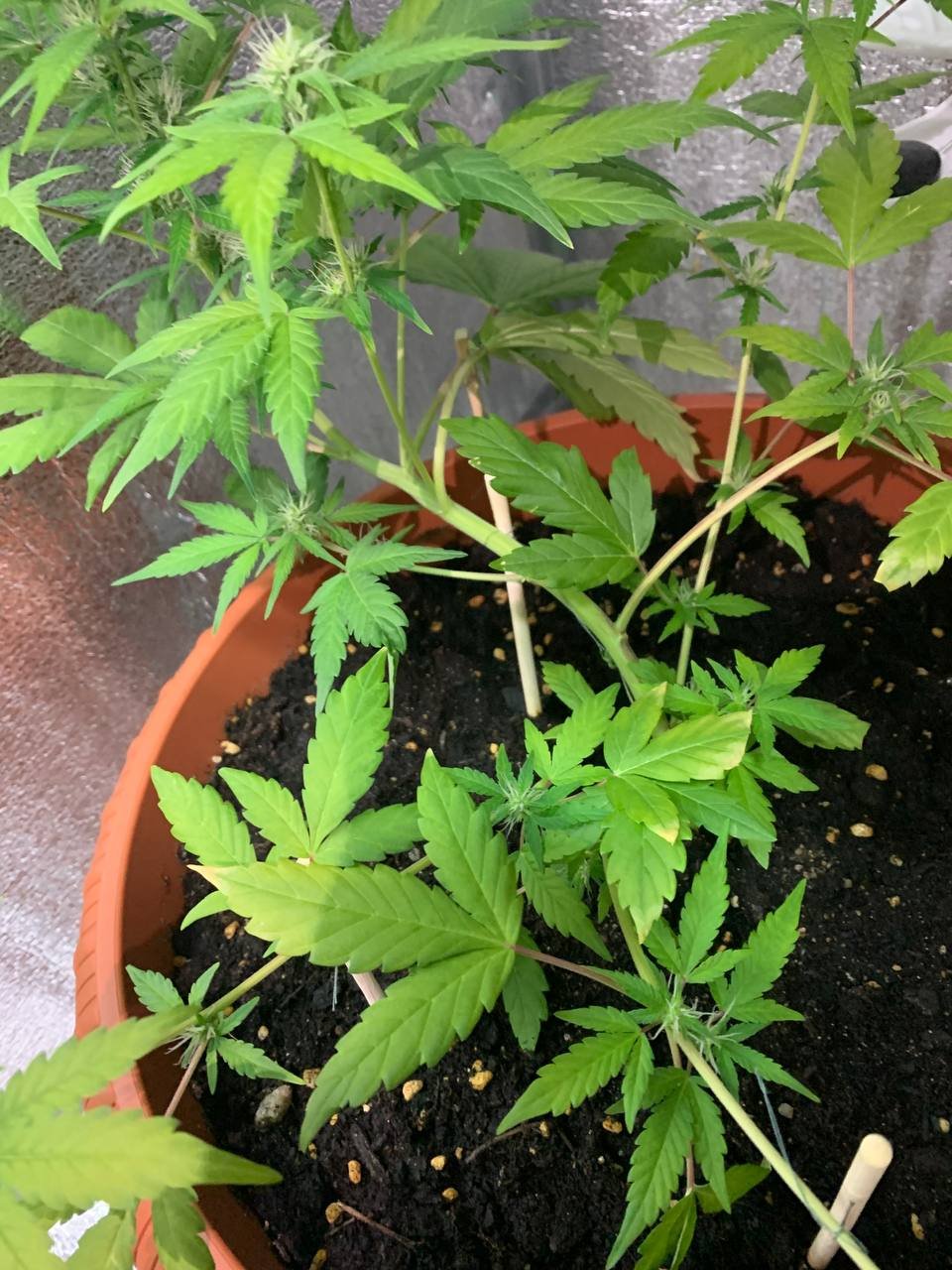 photo_2022-04-10_22-32-49.jpg photo_2022-04-10_22-32-49.jpg