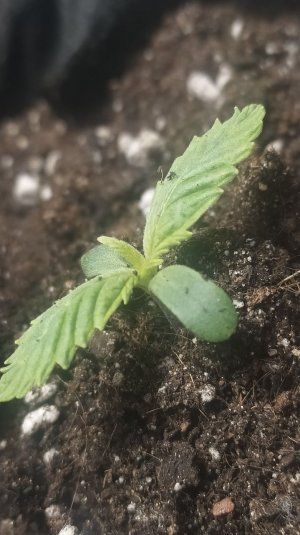 IMG_20220413_223441_657.jpg IMG_20220413_223441_657.jpg