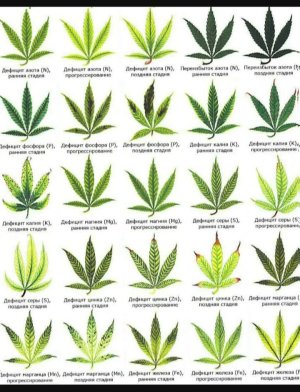 1000368011.jpg 1000368011.jpg