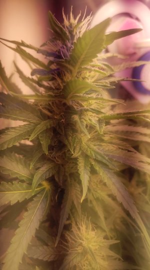 2025-05-15 094431.jpg 2025-05-15 094431.jpg