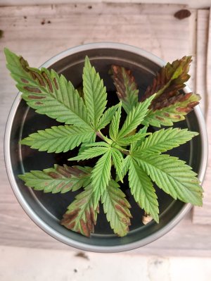 WhatsApp Image 2025-05-17 at 10.51.21 (1).jpeg