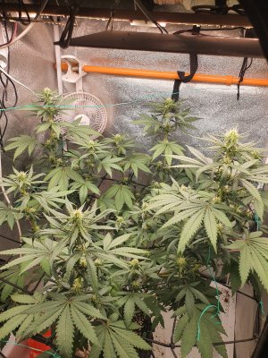 20250523_204722.jpg 20250523_204722.jpg