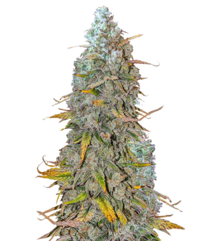 1748351018382.png 1748351018382.png