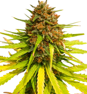 1748442189069.png 1748442189069.png