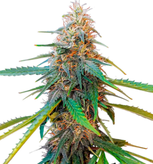 1748442193062.png 1748442193062.png