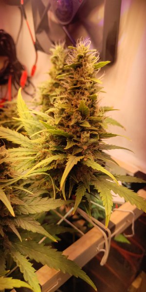 P50531-130419 (1).jpg P50531-130419 (1).jpg