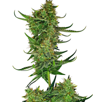 1748946259060.png 1748946259060.png