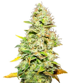 1749140519859.png 1749140519859.png