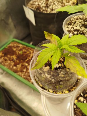 1000003898.jpg 1000003898.jpg