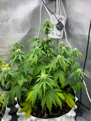 photo_2025-06-09_14-49-27 (2).jpg