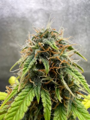 photo_2025-06-09_14-49-28 (2).jpg