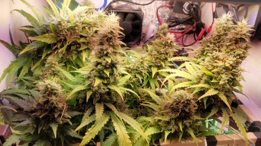 P50610-193021 (1).jpg