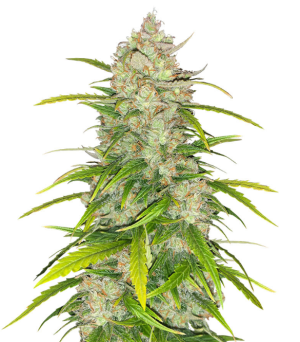 1749801086516.png 1749801086516.png