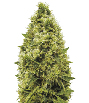 1749803442874.png 1749803442874.png