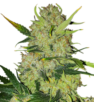 1749907461848.png 1749907461848.png