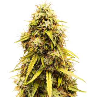 1750163548262.png 1750163548262.png