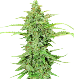 1750163649303.png 1750163649303.png