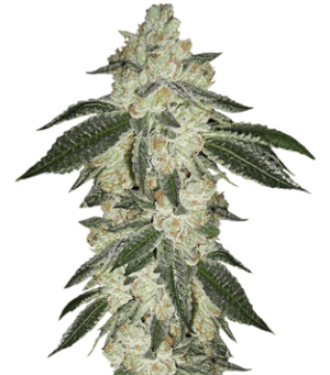 1750239631914.png 1750239631914.png