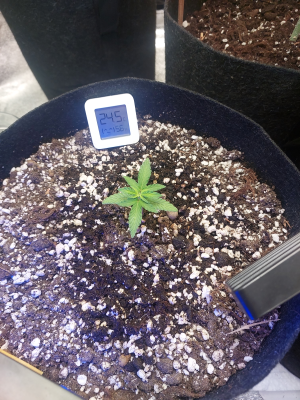 24.06 Миранда.png